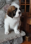 lovely-Saint-Bernard-puppies-for-sale-a-good-home-