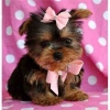 I-got-Healthy-Well-Tamed-Pure-Bred-Teacup-Yorkies-puppies-to-offer-forady-home-My-