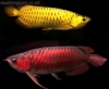 quality-arowana-fishes-of-all-kinds-e-g-Asian-red-Super-red-RTG-Chilli-red-silvers-etc-for-sale